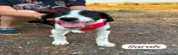 Meticcio cani in regalo: Sarah a Libero consorzio comunale di Siracusa - Annuncio 2