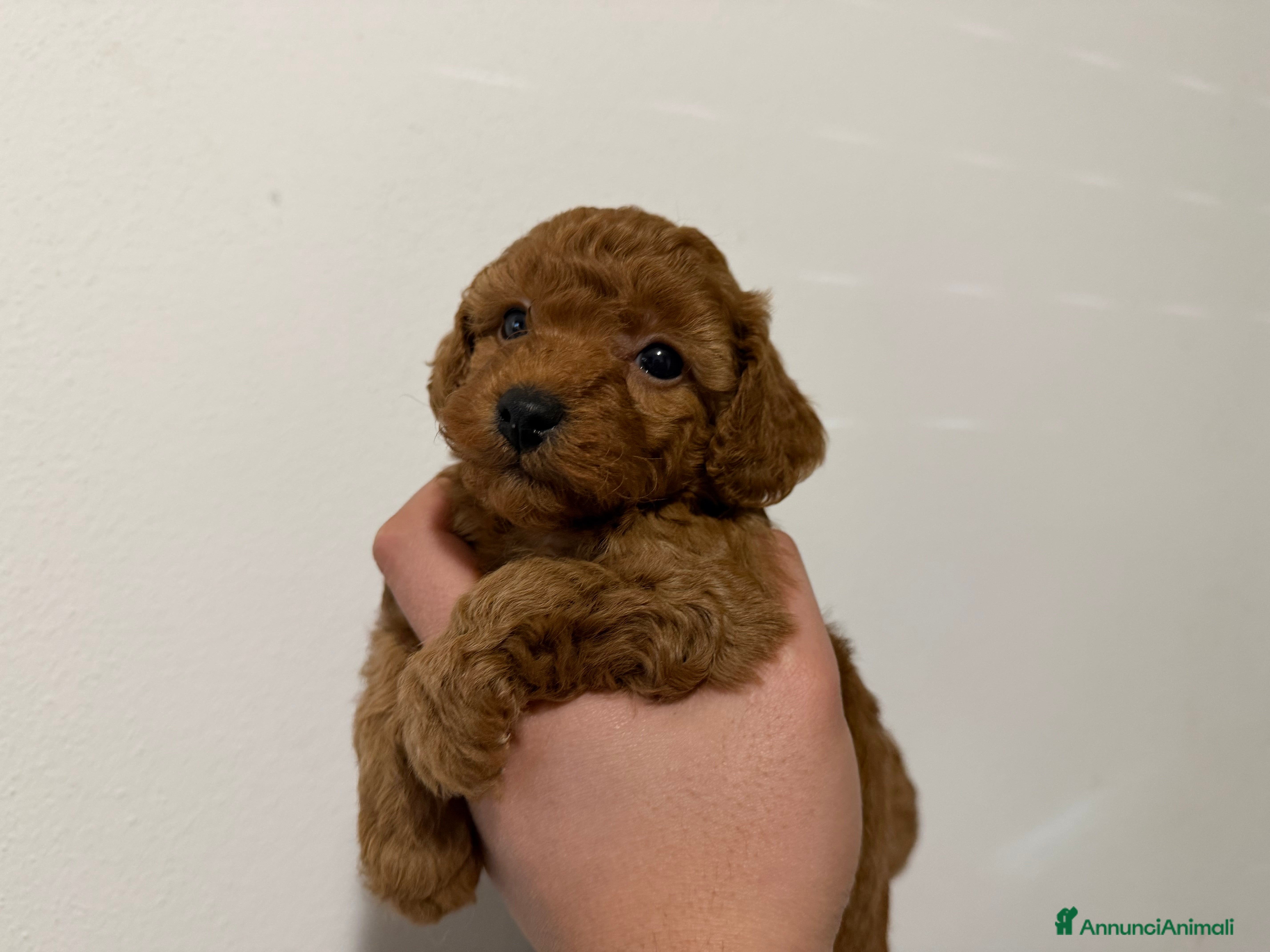 Barboncino cani Bellissimi cuccioli di barboncino cercano casa - Annuncio 6