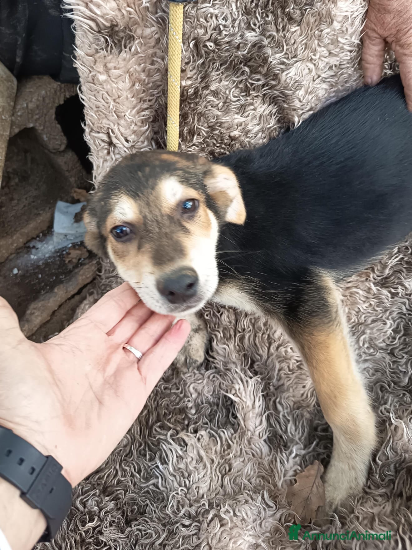 Meticcio cani EDEN E SIRIO - Annuncio 24