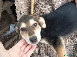 Meticcio cani EDEN E SIRIO - Annuncio 24