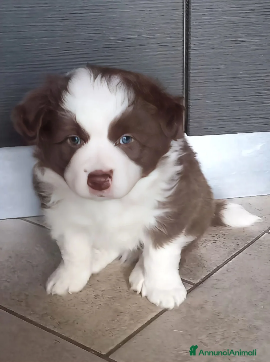 Border Collie cani in vendita: cucciolo Border Collie maschio  - Annuncio 8