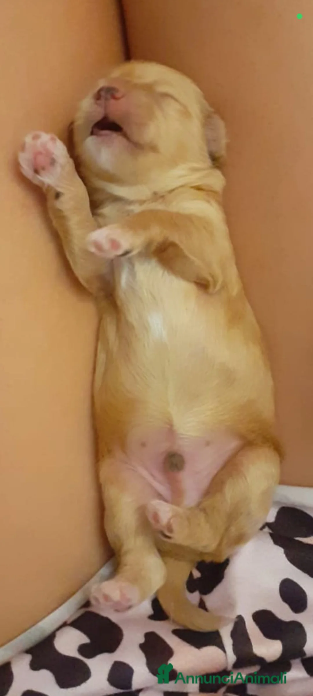 Maltipoo cani in vendita: Cucciolo Maltipoo a Libero consorzio comunale di Agrigento - Annuncio 2