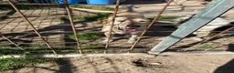 Meticcio cani in regalo: ORIONE: simil labrador infinitamente dolce  - Annuncio 6