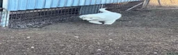 Pastore Abbruzzese Maremmano cani in vendita: Cuccioli maschi pastore abruzzese - Annuncio 6