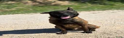 Pastore Belga cani in regalo: Riuk pastore belga malinois cerca casa  - Annuncio 2