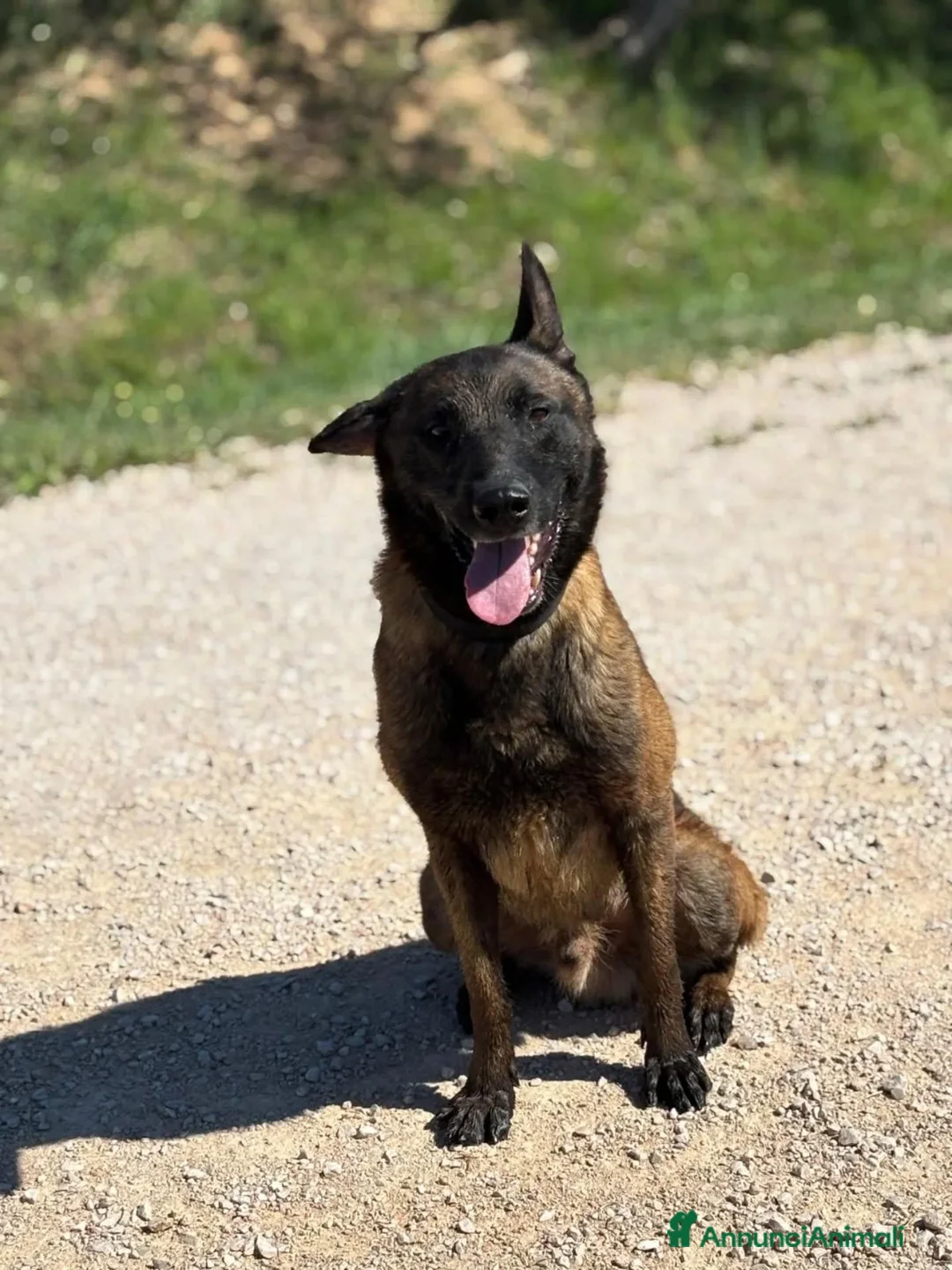 Pastore Belga cani in regalo: Riuk pastore belga malinois cerca casa  - Annuncio 2