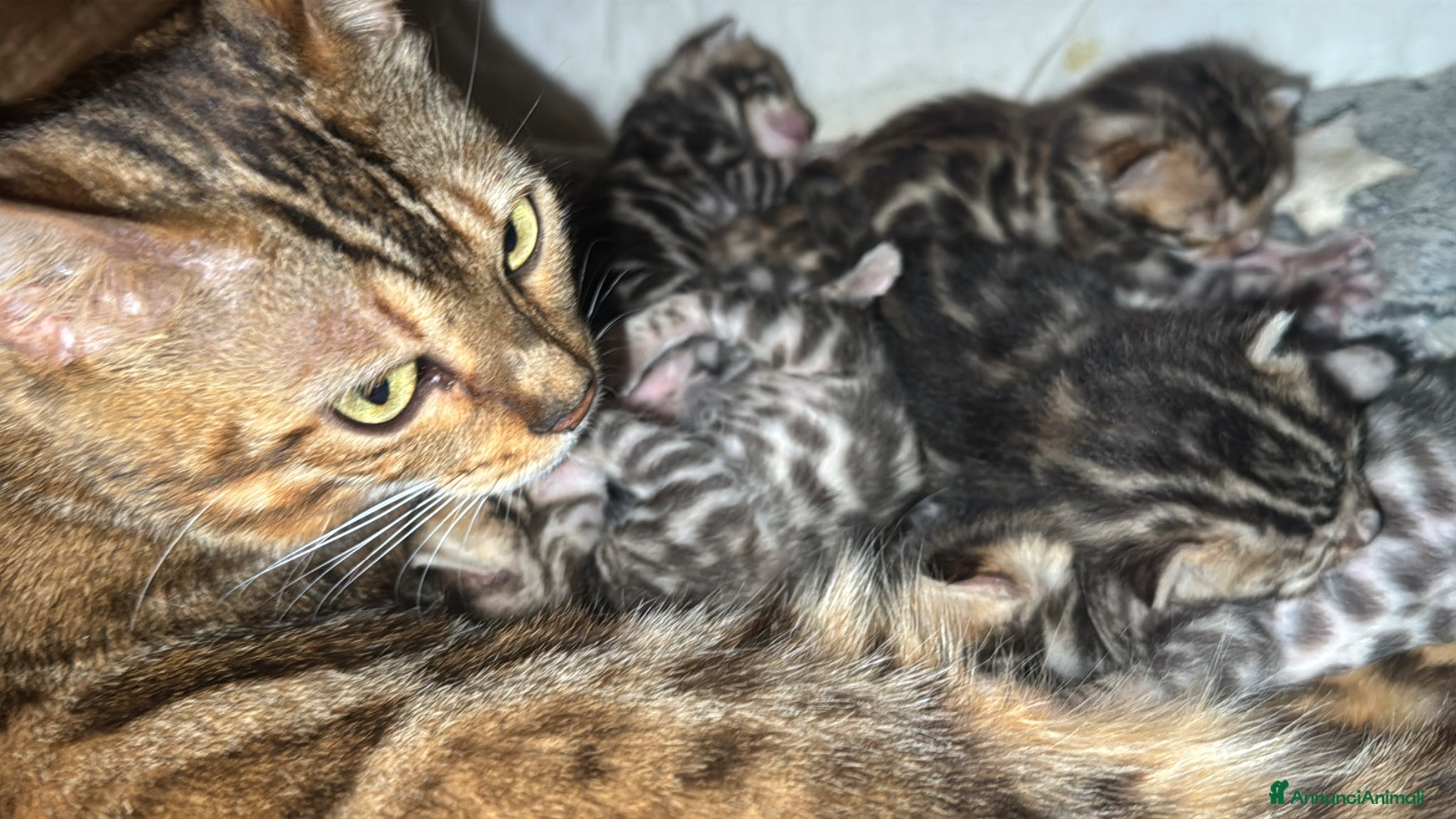 Bengala gatti Bengal, con pedigree, anche da riproduzione  - Annuncio 3