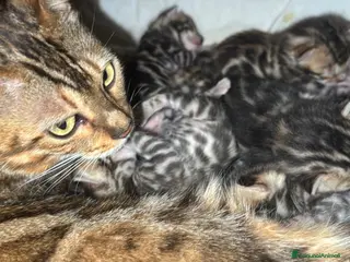 Bengala gatti Bengal, con pedigree, anche da riproduzione - Annuncio 3