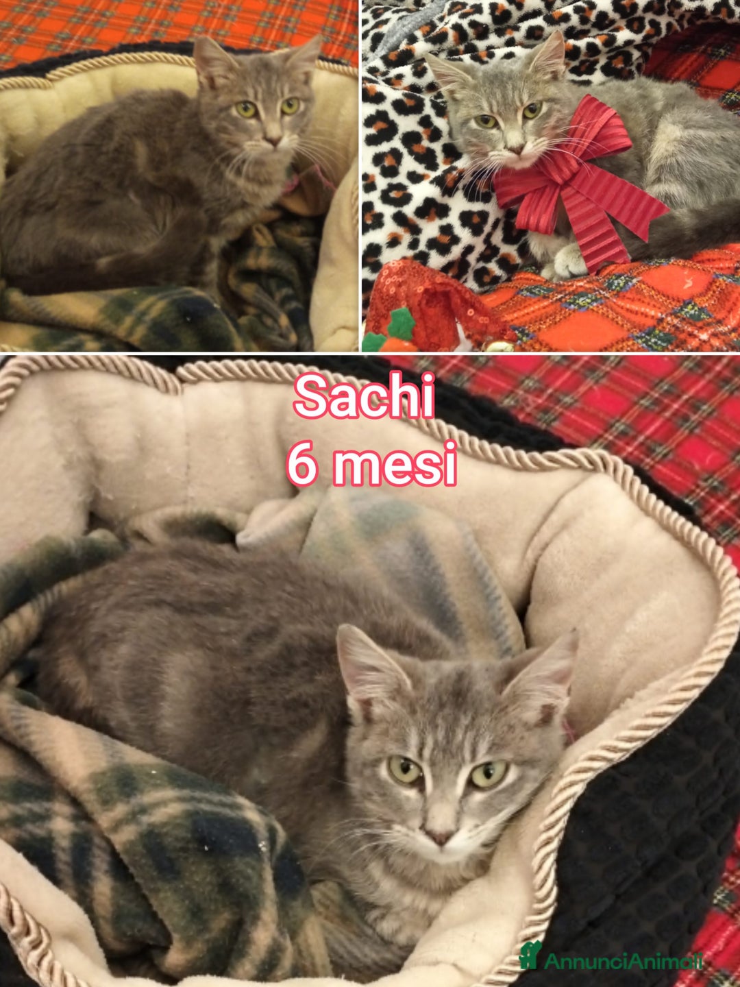 Altre razze gatti in regalo: GATTINI ADORABILI IN CERCA DI CASA  - Annuncio 8