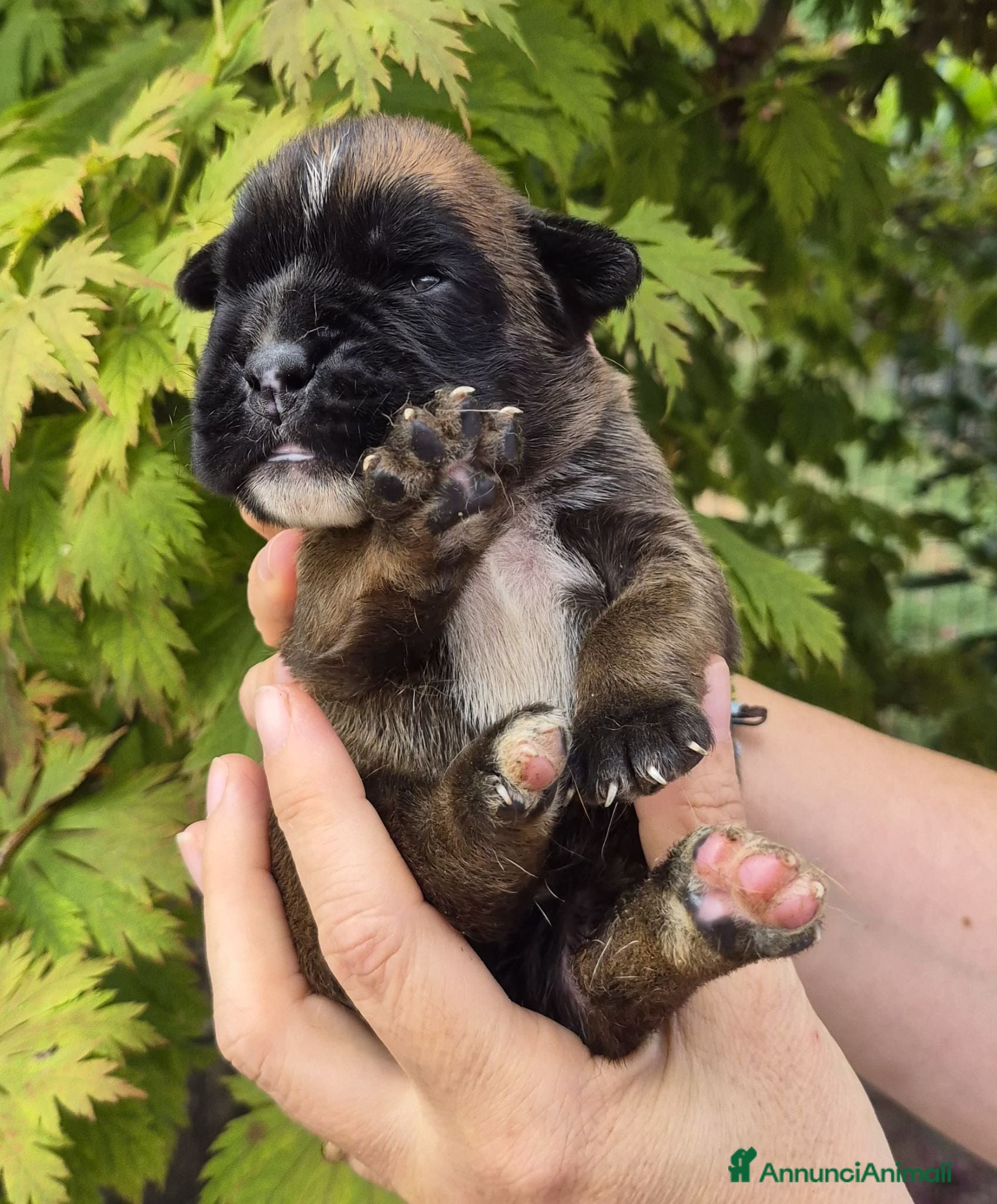 Boxer cani Boxer cuccioli - Annuncio 34