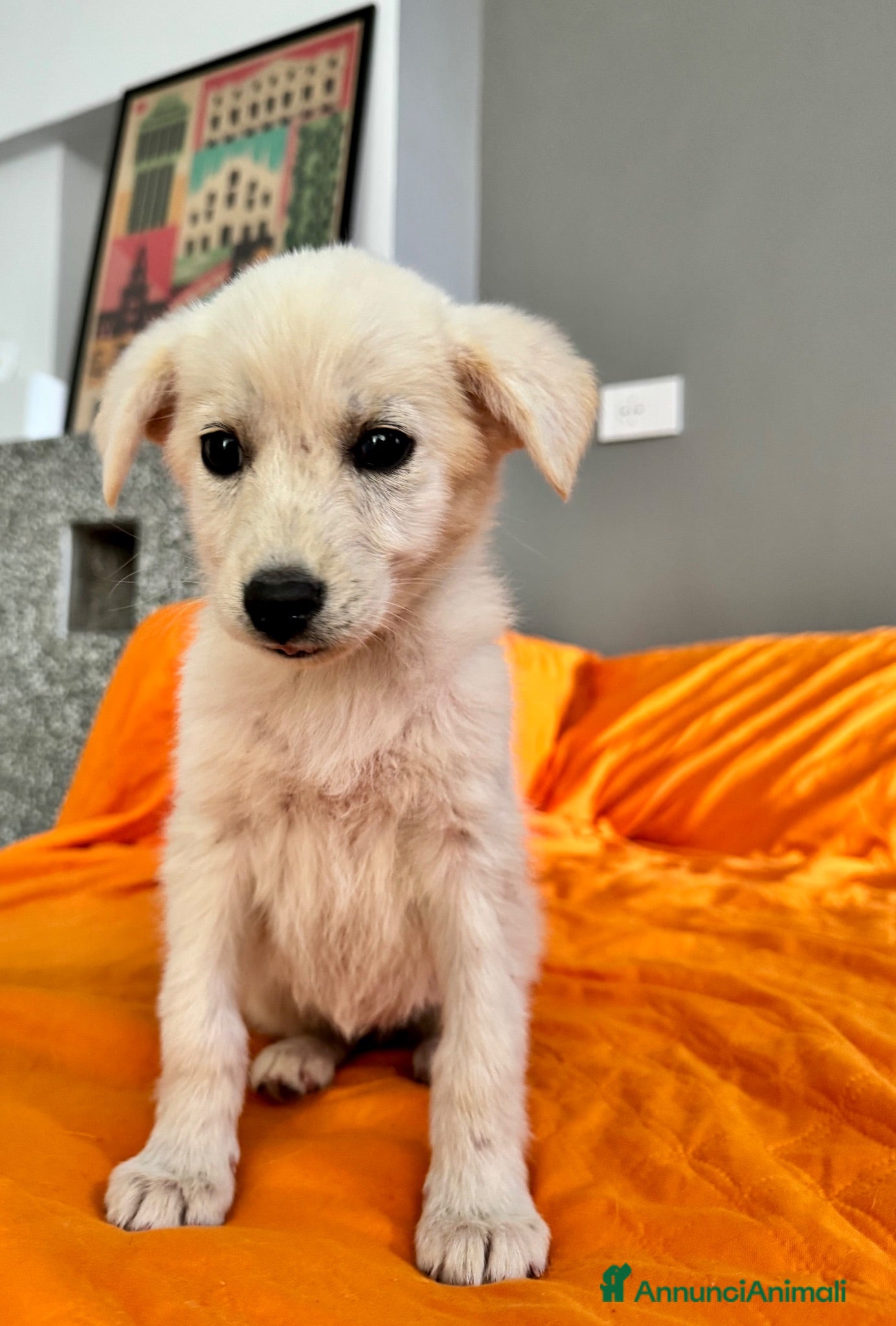 Meticcio cani CeCe cucciola taglia media socievole - Annuncio 32