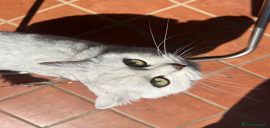 Immagine della galleria {{count}}