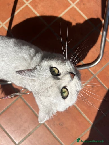 Immagine della galleria {{count}}