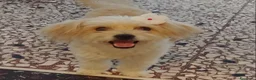 Meticcio cani in regalo: TANTI CUCCIOLI SOLI  a Provincia di Vicenza - Annuncio 2