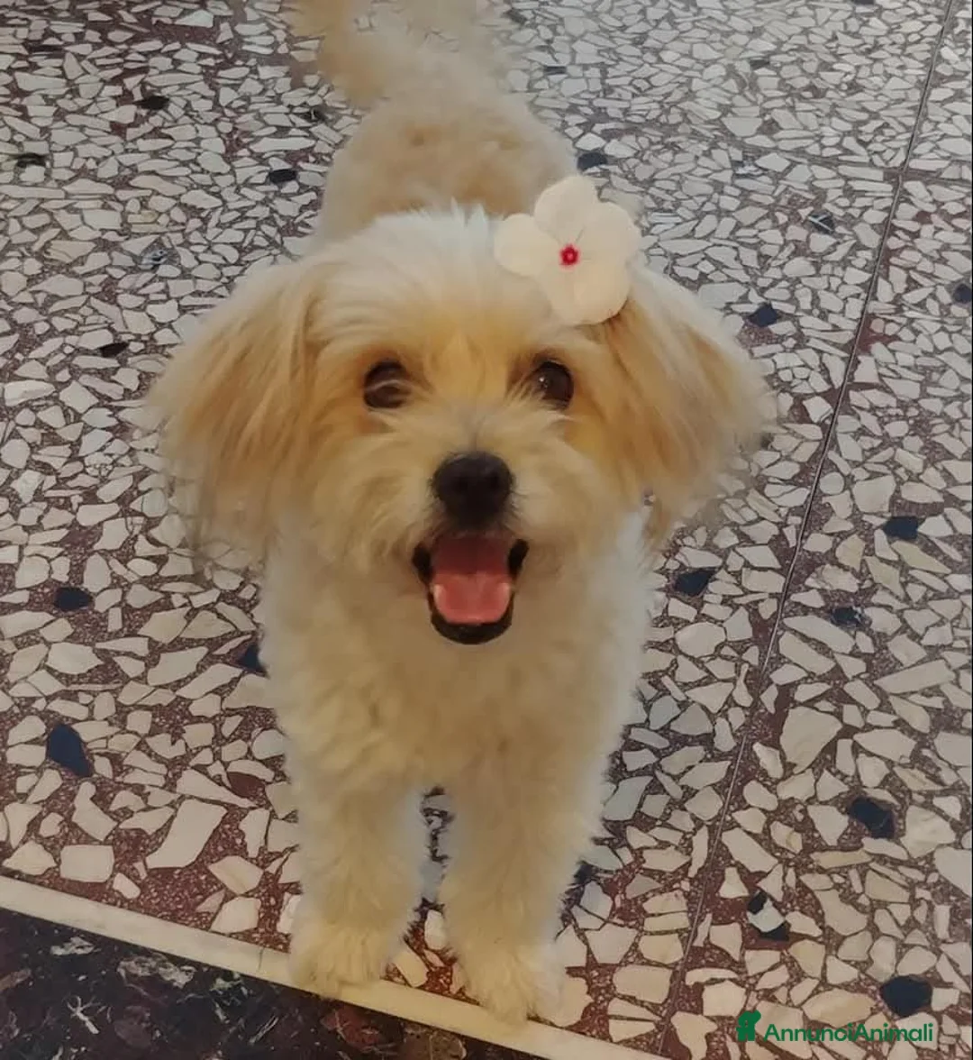 Meticcio cani in regalo: TANTI CUCCIOLI SOLI  a Provincia di Vicenza - Annuncio 2