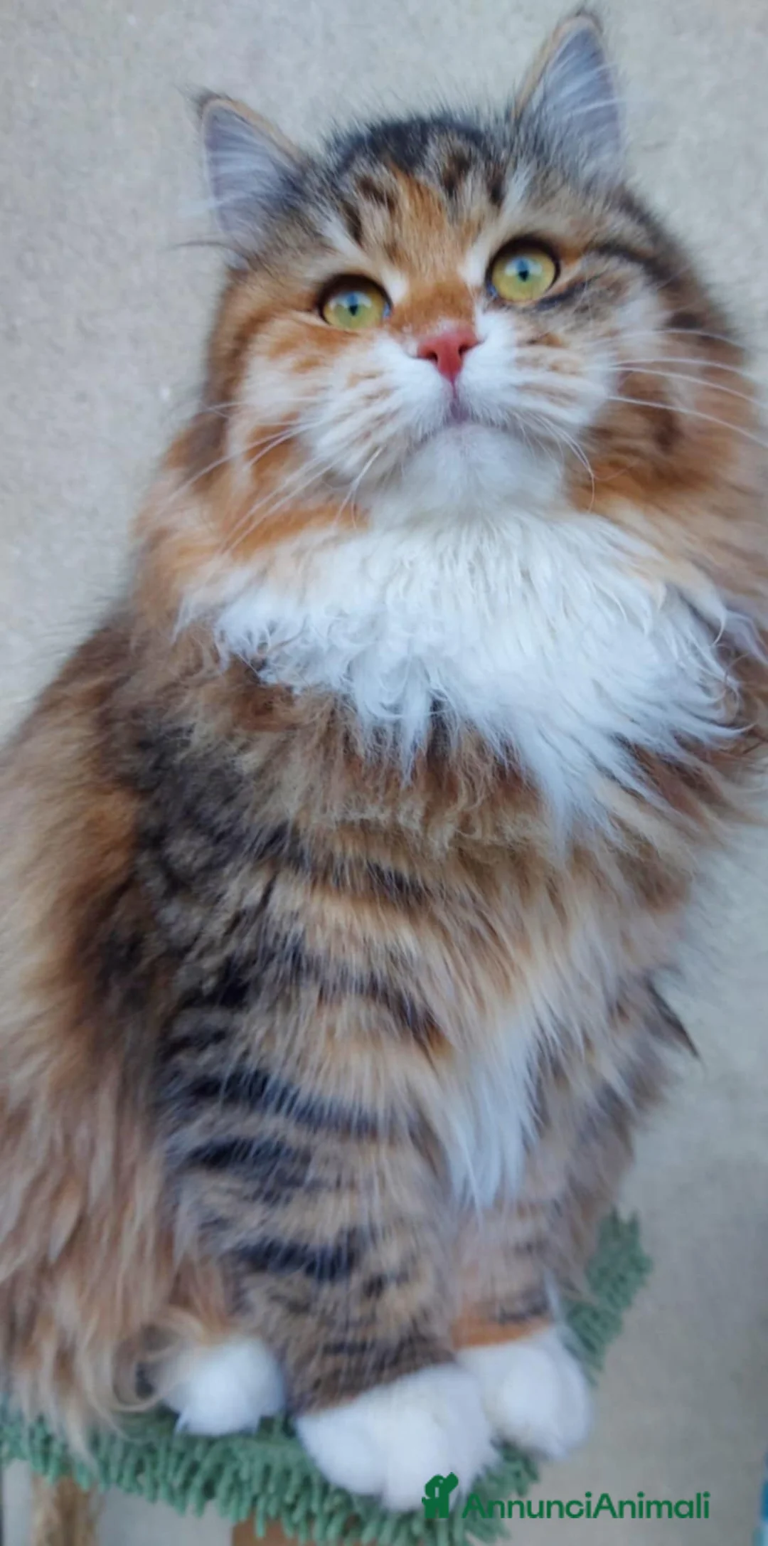 Siberiano gatti in vendita: Cuccioli di gatto Siberiano Certificati  - Annuncio 9