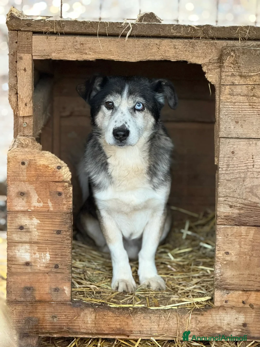 Meticcio cani in regalo: ODINO, taglia piccola SUPER COCCOLONE! - Annuncio 2