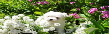 Maltese 1