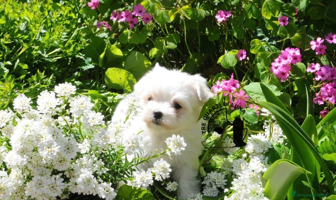 Maltese cani in vendita: Maltese Disponibile trequartidiluna - Annuncio 2