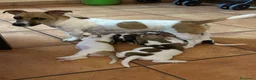 Jack Russell cani in vendita: cuccioli di jack russell a Provincia di Pescara - Annuncio 2
