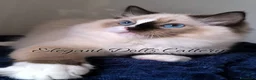Ragdoll gatti in vendita: Ragdoll disponibile - maschio  - Annuncio 4