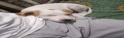 Meticcio cani in regalo: Vaniglia dolce cucciola cerca casa tg media - Annuncio 5