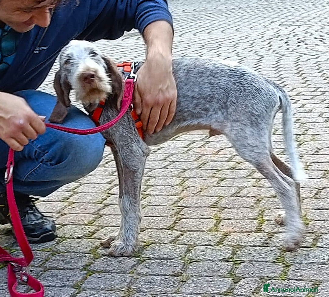 Spinone cani in regalo: AGU' tenero cucciolo Spinone Italiano, 5 mesi - Annuncio 8