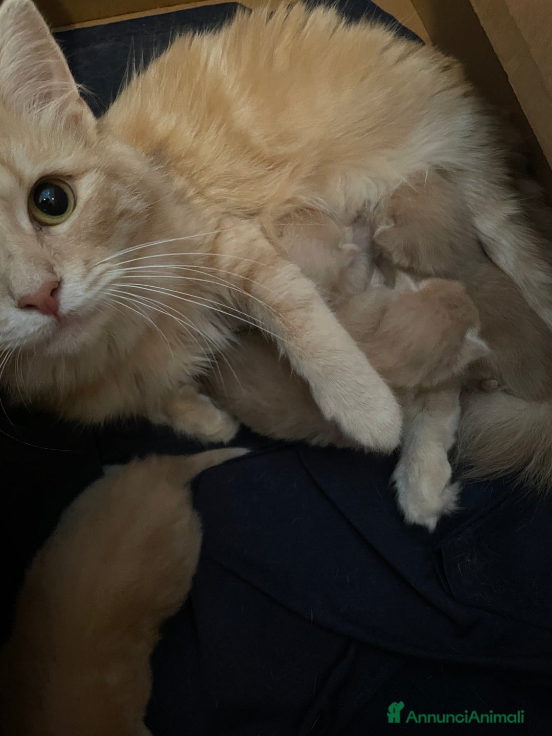 Norvegese gatti in vendita: Cuccioli norvegese delle foreste  - Annuncio 2