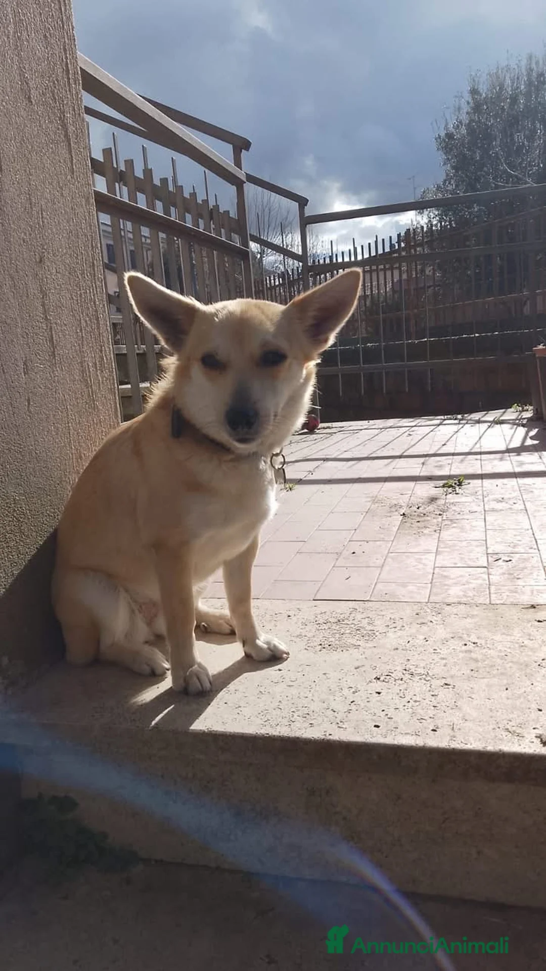 Meticcio cani in regalo: Una casa per questa cagnolina  a Città metropolitana di Roma Capitale - Annuncio 1