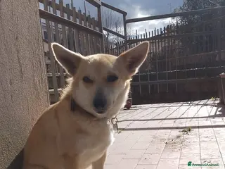Meticcio cani Una casa per questa cagnolina - Annuncio 38