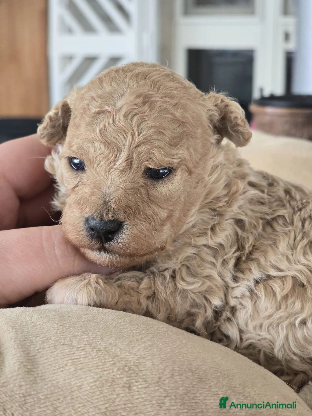 Barboncino Toy cani in vendita: Cuccioli barboncini toy - Annuncio 2
