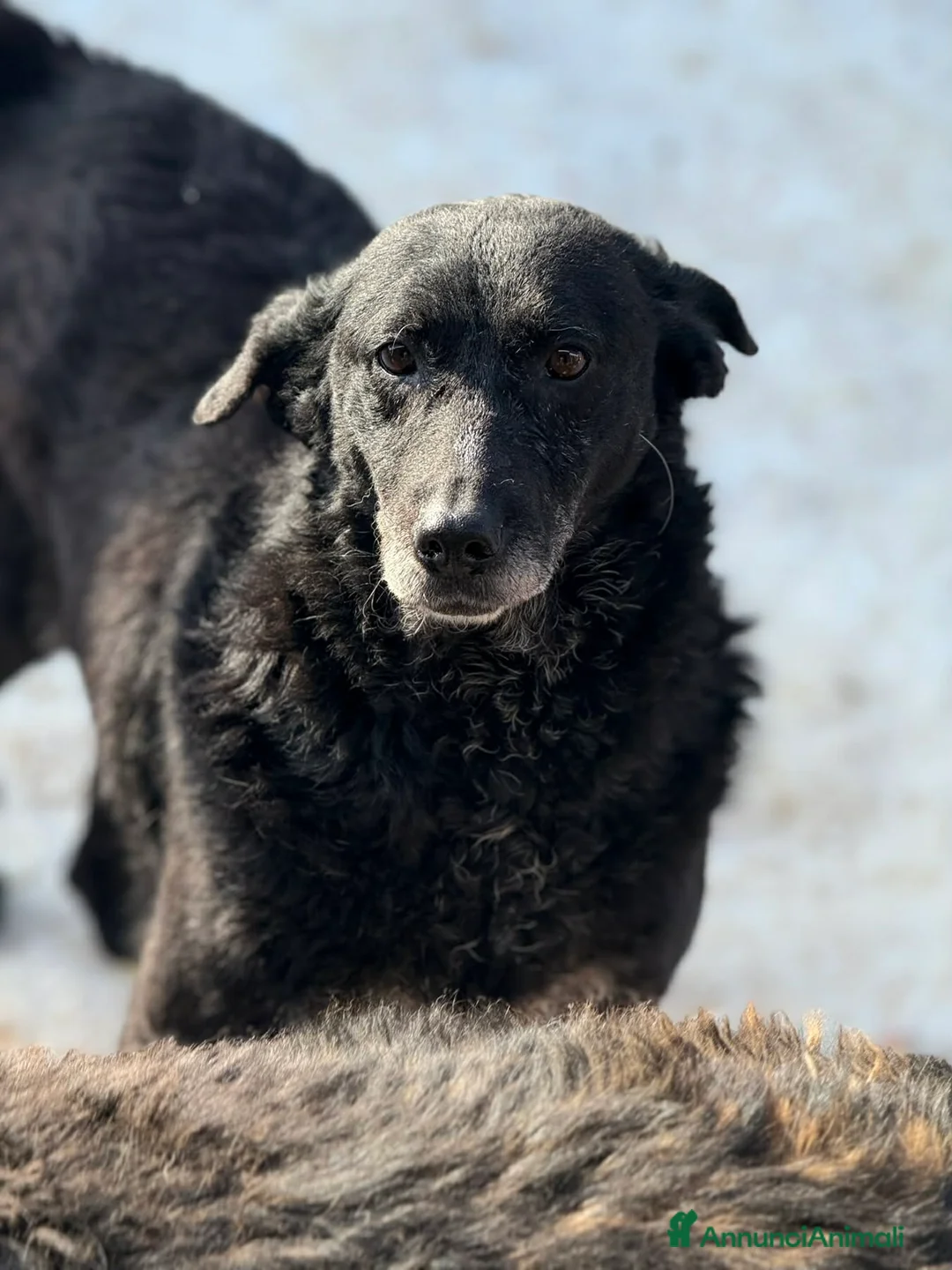 Meticcio cani in regalo: CHEOPE e ISIDE, mamma e figlia INVISIBILI! - Annuncio 6
