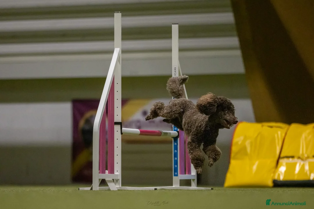 Barbone cani in vendita: Barbone Media Mole Marroni a Provincia autonoma di Trento - Annuncio 5