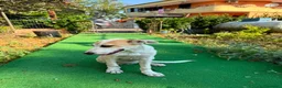Meticcio cani in regalo: India, taglia media! (6mesi) - Annuncio 4