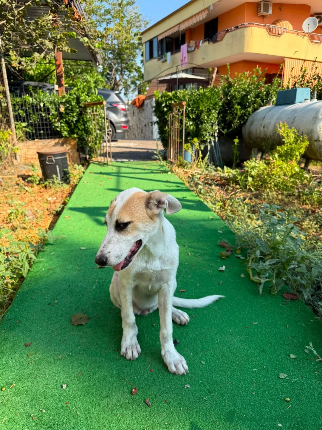 Meticcio cani in regalo: India, taglia media! (6mesi) - Annuncio 4