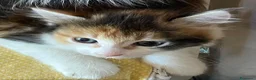 Europeo gatti in regalo: CAMILLA MERAVIGLIOSA GATTINA A PELO LUNGO - Annuncio 4