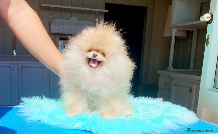 Volpino Pomerania cani a Città Metropolitana di Bologna - Annuncio 1