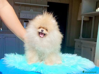 Volpino Pomerania cani Fantastico Pomerania nano adolescente a Città Metropolitana di Bologna - Annuncio 25