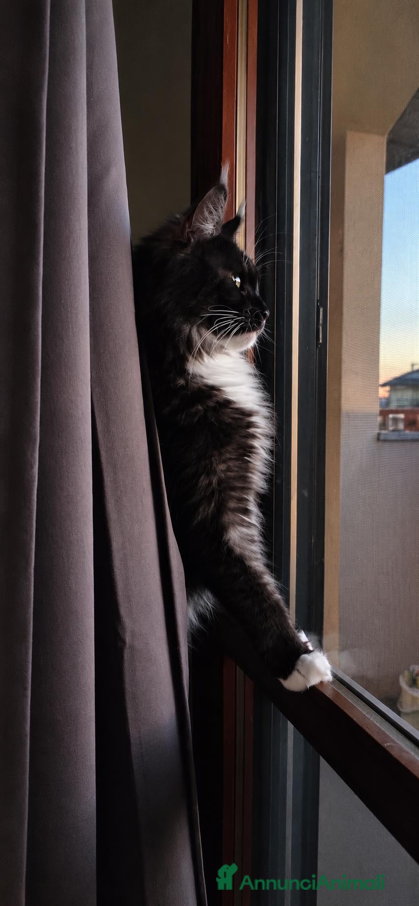 Maine Coon gatti Maine Coon  - Annuncio 15