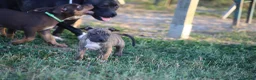 Pitbull cani in vendita: Cuccioli Pit Bull con pedigree anche a rate - Annuncio 35