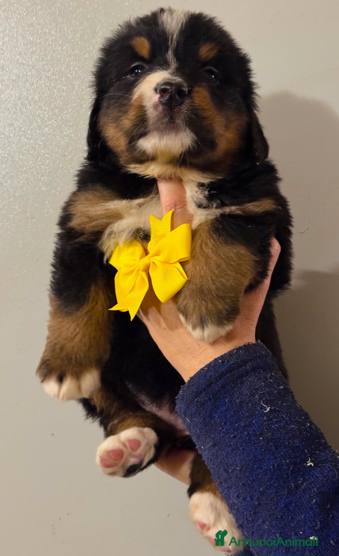 Bovaro del Bernese cani in vendita: Cuccioli Disponibili Bovaro del Bernese - Annuncio 8