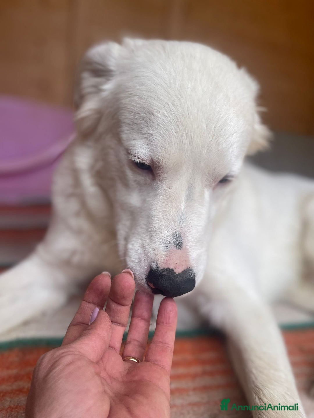 Meticcio cani in regalo: IL DOLCISSIMO SNOOPY - Annuncio 4