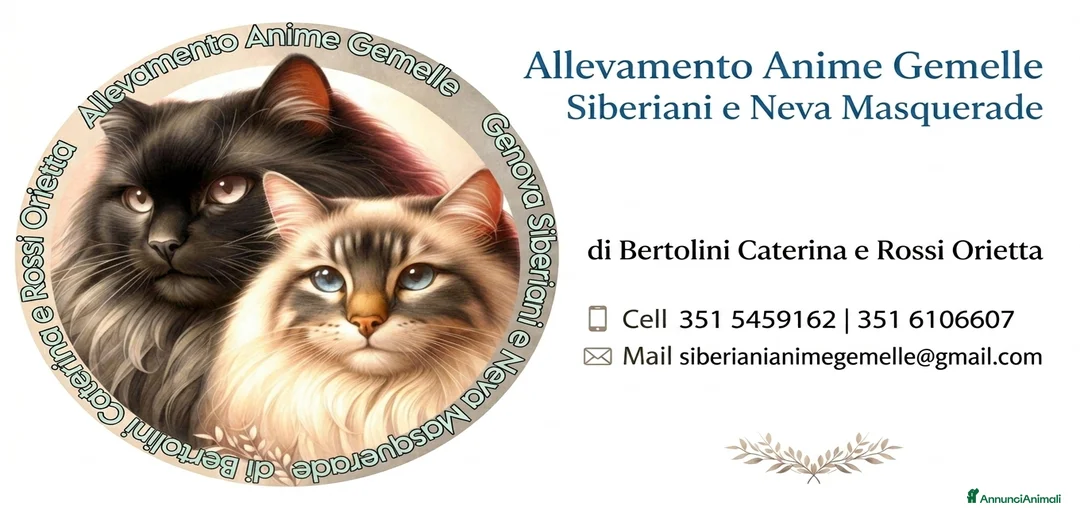 Immagine della galleria {{count}}