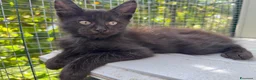 Maine Coon gatti in vendita: Cucciolo di maine coon manto nero (Daiquiri) - Annuncio 14
