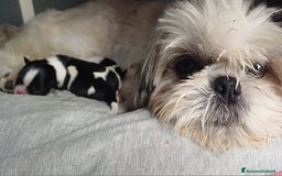 Shih Tzu cani in vendita: Cucciola shihtzu con pedegree - Immagine 5