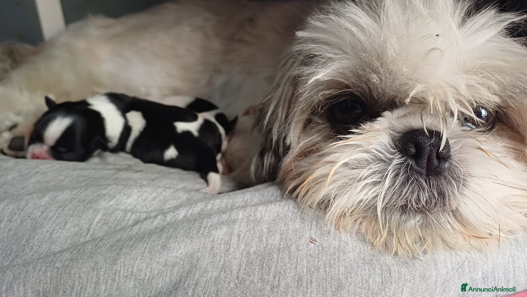 Shih Tzu cani in vendita: Cucciola shihtzu con pedegree - Immagine 5