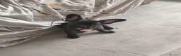 Bulldog Francese cani in vendita: Cucciolo di Bulldog Francese - Annuncio 3
