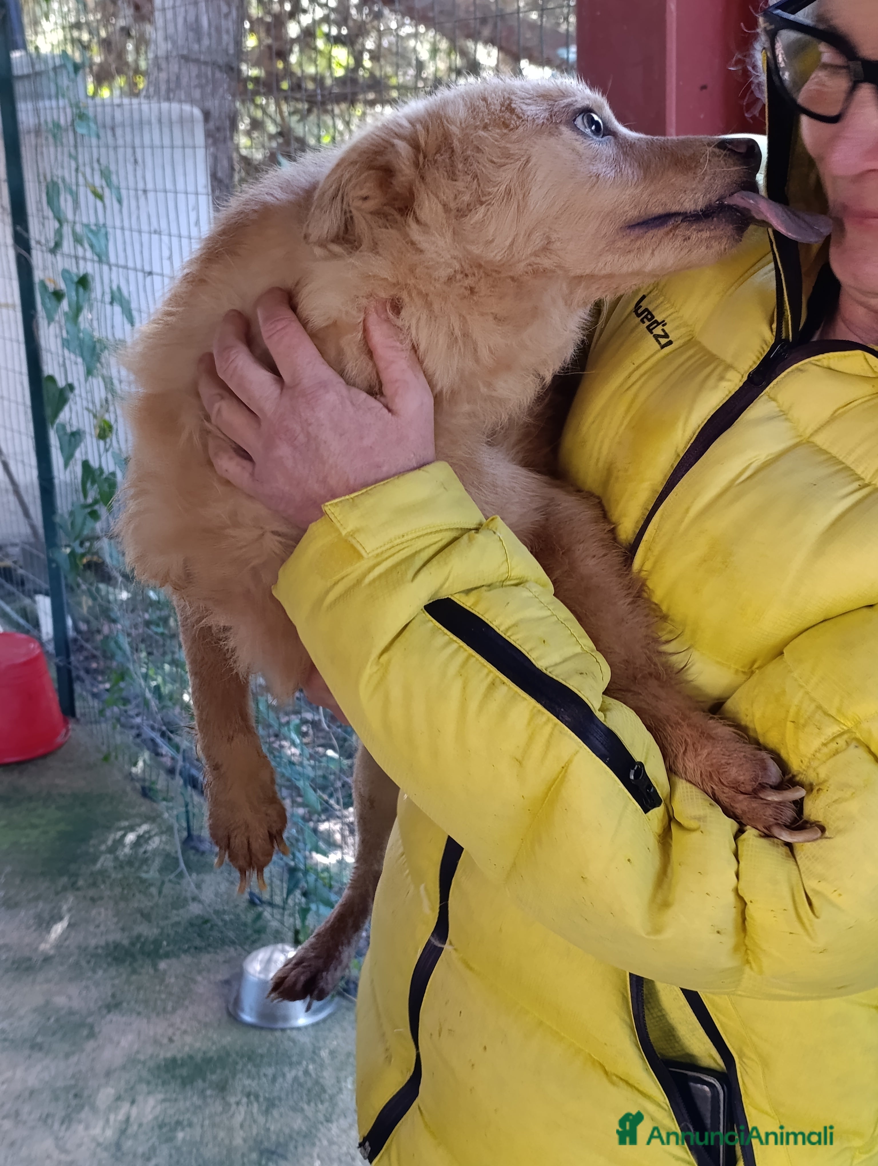 Meticcio cani Rosetta, dolcissima ha urgente bisogna di una casa - Annuncio 1