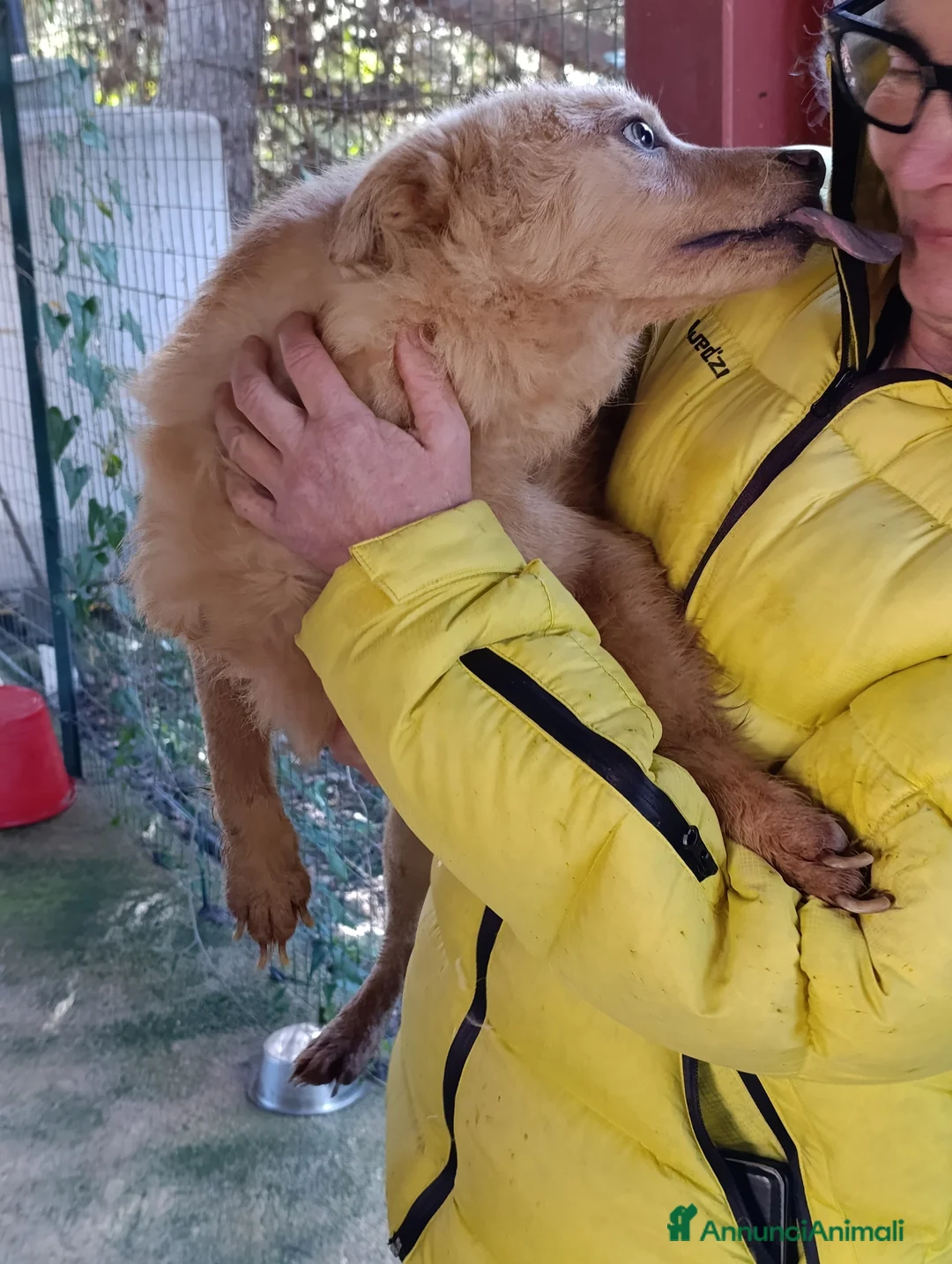 Meticcio cani in regalo: Rosetta, dolcissima ha urgente bisogna di una casa - Annuncio 1