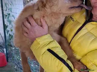 Meticcio cani Rosetta, dolcissima ha urgente bisogna di una casa - Annuncio 18